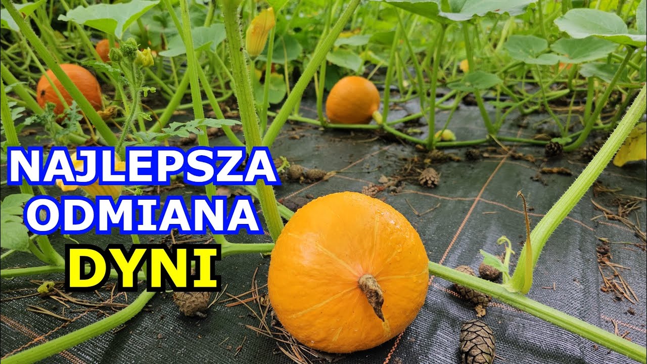 Dynia I Arbuz Ważą Razem 8 Kg Oto NAJLEPSZA ODMIANA Dyni. Dynia jakie odmiany wybrać. Uprawa Dyni po