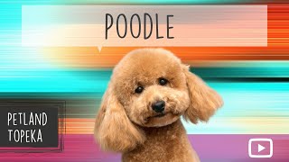 Poodle Fun Facts by Petland Topeka 2 views 2 years ago 41 seconds