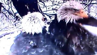 Decorah, Iowa (USA) Eagles - Mom \& Dad in Serene Snow Morning Moment