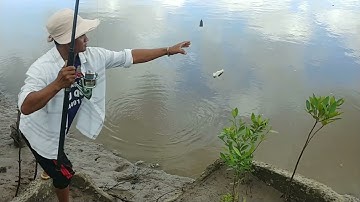 Câu Cá Ngát Sông Trại Lưới Và Sông Cái Lớn Huyện Năm Căn | cà mau sông nước