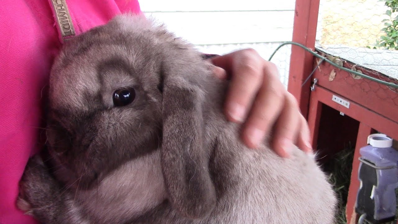 Breeding Our Holland Lop Rabbits 