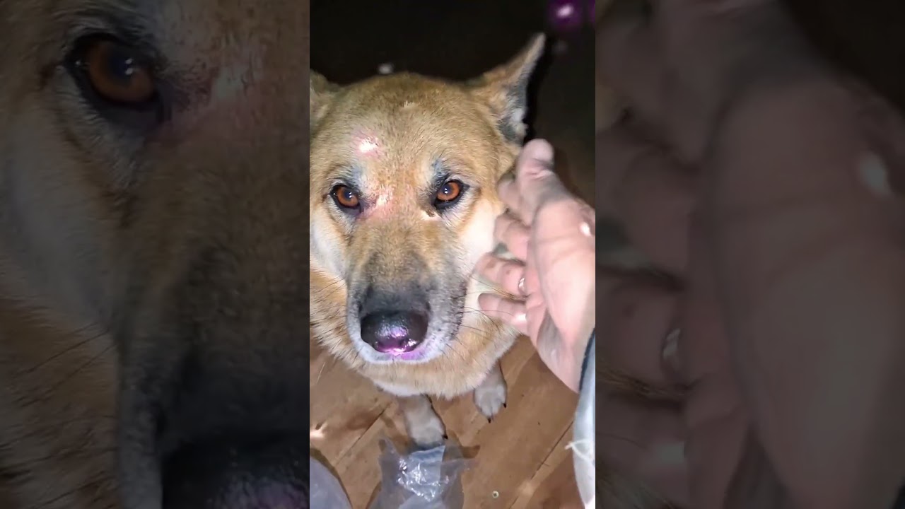 The dog looks at the power supply option at home (Собака смотрит на вариант электроснабжения дома)