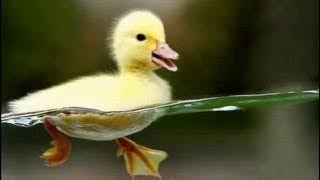 fluffing a duck song