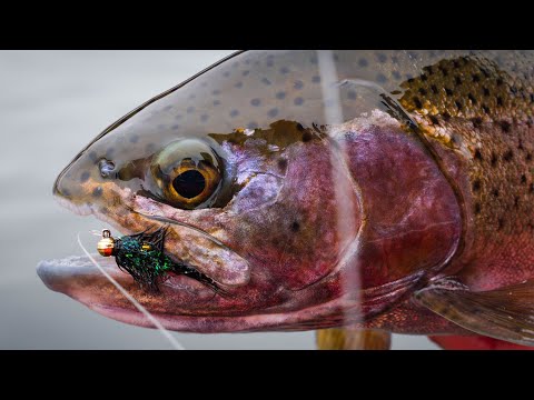 How To Catch Trout Using MICRO FLIES!