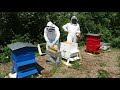 Premire rcolte de miel pour la ville des andelys
