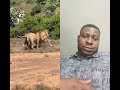 No Mercy the king of the jungle#jungle #king #africa #southafrica #2026worldcup #usa