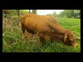 88- Droughtmaster Bull Ro2nd 28.01.2023