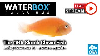 The ORA Skunk Clownfish, new fish for our Marine 35.1