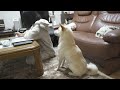 お姉ちゃんに遊んでほしかった柴犬がとった行動に心打たれました…【感動】