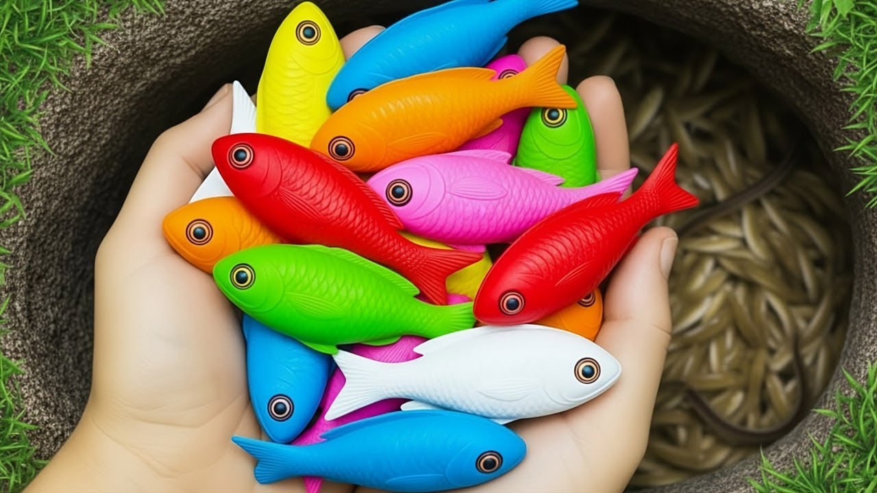 Beautiful Colors Catching Aquarium Fish in a Small Pond Baby Goldfish and Betta fish 