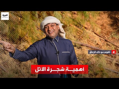 لشجرة الأثل استخدامات عديدة عند العرب القدماء