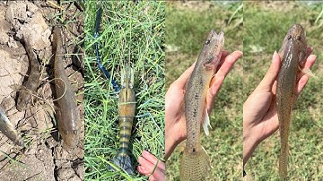 Một Ngày Đi Câu Tôm Càng & Cá Bống Cát | Út Miền Tây