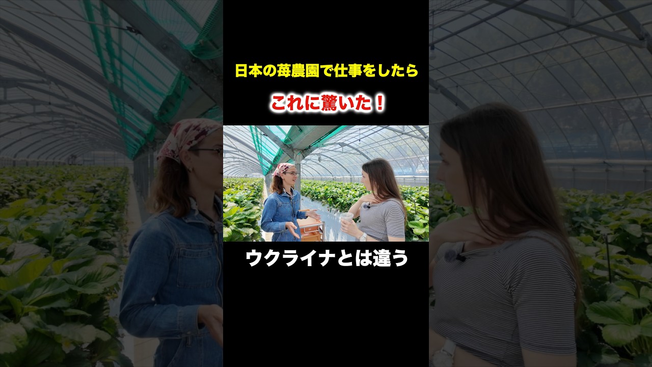ウクライナの避難民に聞いた！「日本の苺農園で働いてたらこれに驚いた」#ウクライナ人 #外国人 ウクライナ避難民 #外国人の反応