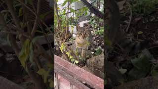 Çok Canı Çekmiş Şfet Mama Tabiki