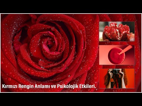 Video: Kırmızı Krizantem Neyi Sembolize Eder?