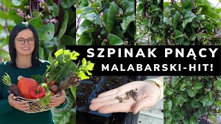 Szpinak Malabarski Pnący Hit Sezonu Co Siać W Marcu. Uprawa Warzyw Poradnik. Ogrodnictwo Z Kasia In