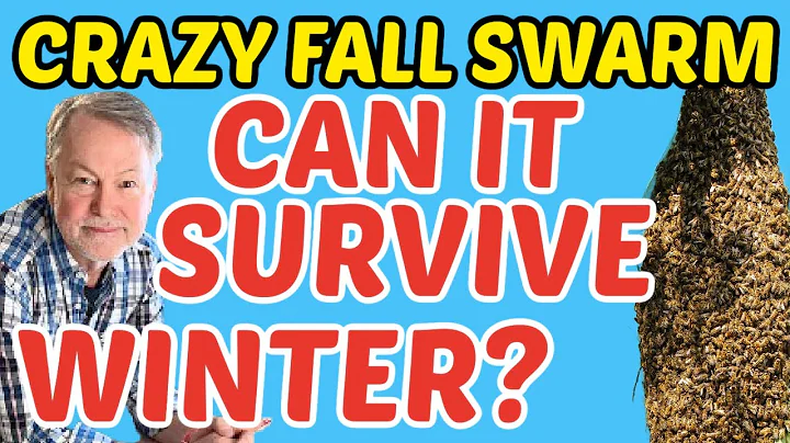 Beekeeping: Can This Fall Swarm Make It Through Winter