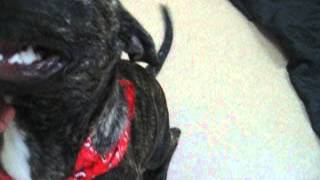 Meet Razor A Terrier Pit Bull Currently Available For Adoption At Petango 792015 90848 Am