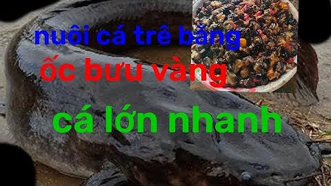 nuôi cá trê lai trong mùng lưới và cho ăn bằng ốc bưu vàng