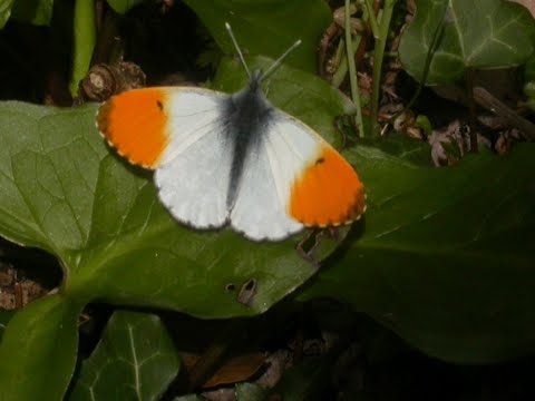 Welcome to the Herts & Middx Branch of Butterfly Conservation - an introduction for new members