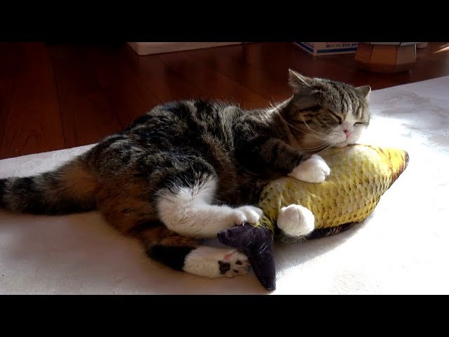 魚に荒ぶるねこ。-Maru plays with the fish.-