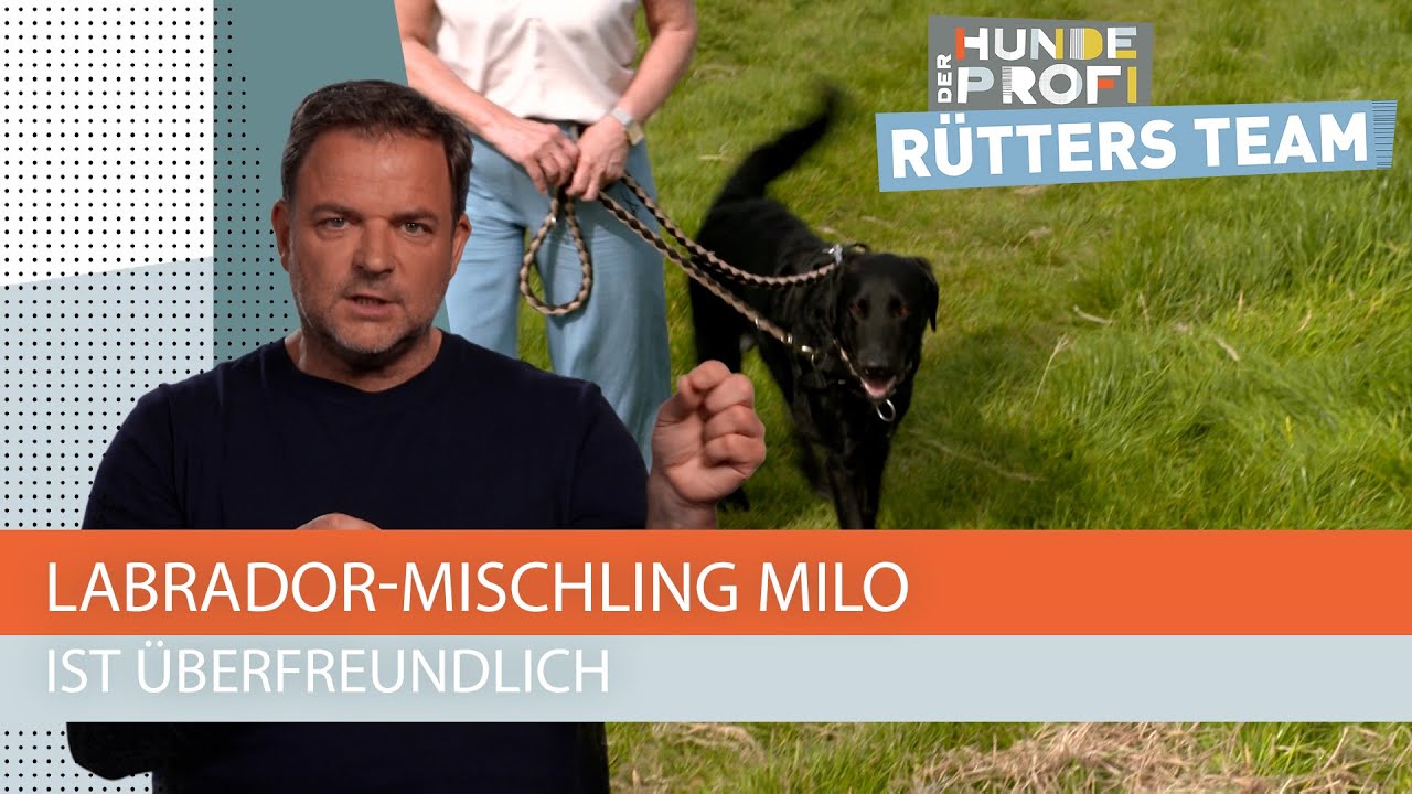 Hundeerziehungs-Nachhilfe im Lehrerhaushalt 🤣 | Der Hundeprofi - Rütters Team