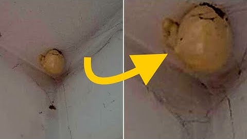 Woman comes home and finds bizarre “egg” hanging on the ceiling of her room￼