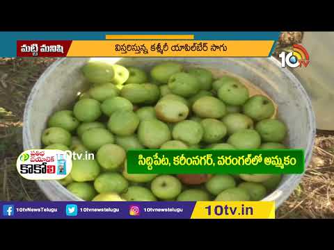 కశ్మీర్ యాపిల్ బేర్ సాగుతో సత్ఫలితాలు | | Profits With Apple Ber Cultivation | 10TV Agri