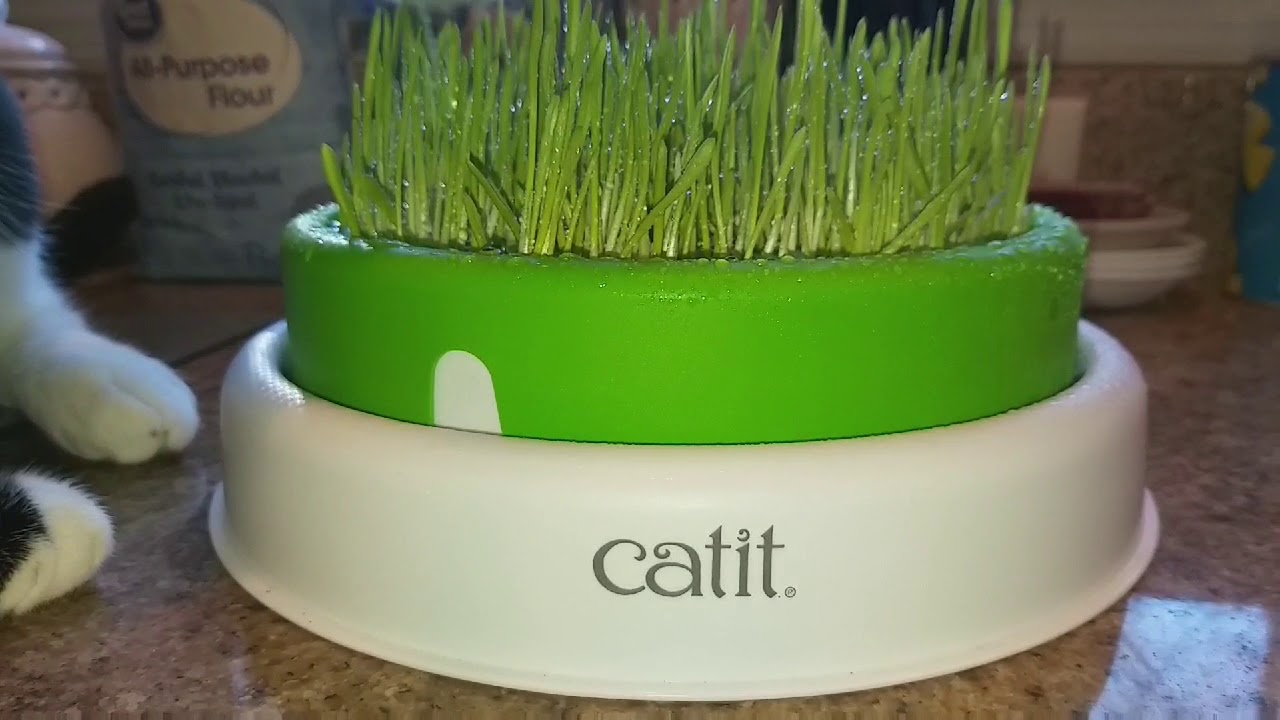 catit play grass