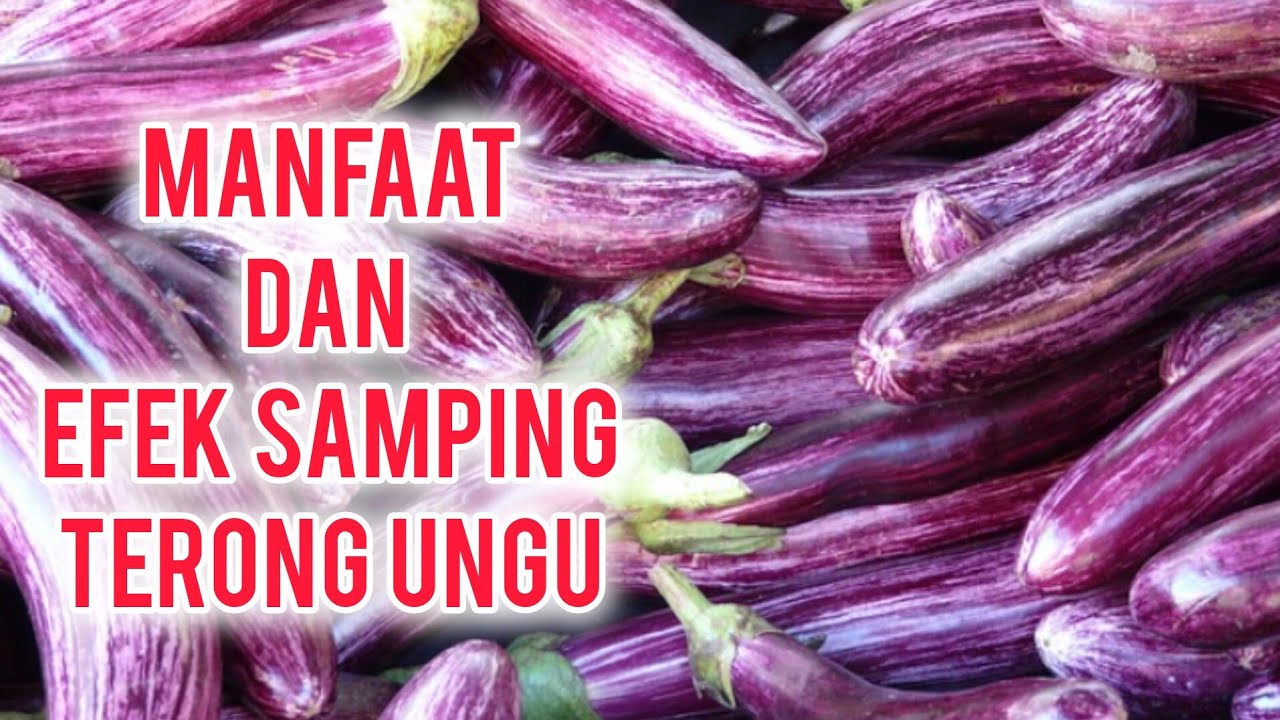 MANFAAT DAN EFEK SAMPING KONSUMSI TERONG YANG PERLU DIWASPADAI