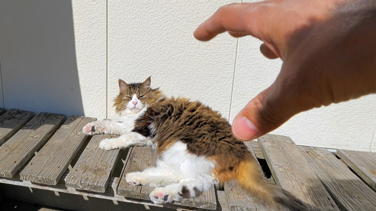 パパのお庭作業中にボス吉があまりも出せ出せ騒ぐので、ちょい出ししてあげたら‥