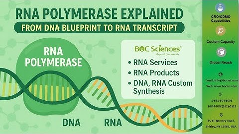 RNA Polymerase Explained: From DNA Blueprint to RNA Transcript - BOC Sciences
