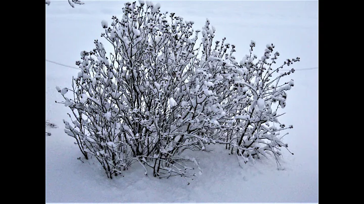 Winter Wonderland