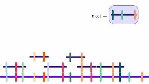 How to Sequence a Genome: 2. Building Libraries