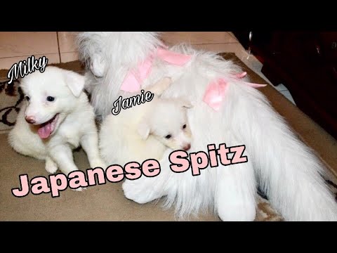 My Baby Japanese Spitz Philippines Short Vlog Youtube