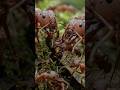 🐜 The Most Dangerous Ants in the World Up Close! 😱