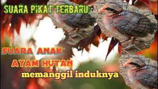suara anak ayam hutan memanggil induknya