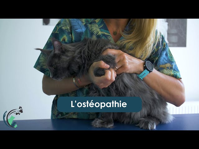 L'ostéopathie à la clinique vétérinaire Saint Roch
