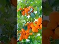 So beautiful Nature in the world