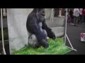 東山動物園　ゴリラ　2016 ナイトズー 　Evening of Zoo　Description of Gorilla