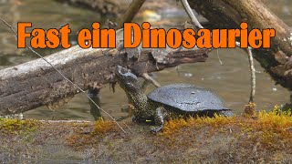 Europäische Sumpfschildkröte | Urwälder Rheinauen | Emys orbicularis