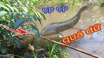 Câu Vịt Sau Cơn Mưa Cá Táp Liên Hoàn Rất Hấp Dẫn
