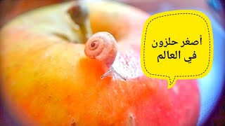 موسيقى تحفيزية Motivational music  أصغر حلزون في العالم