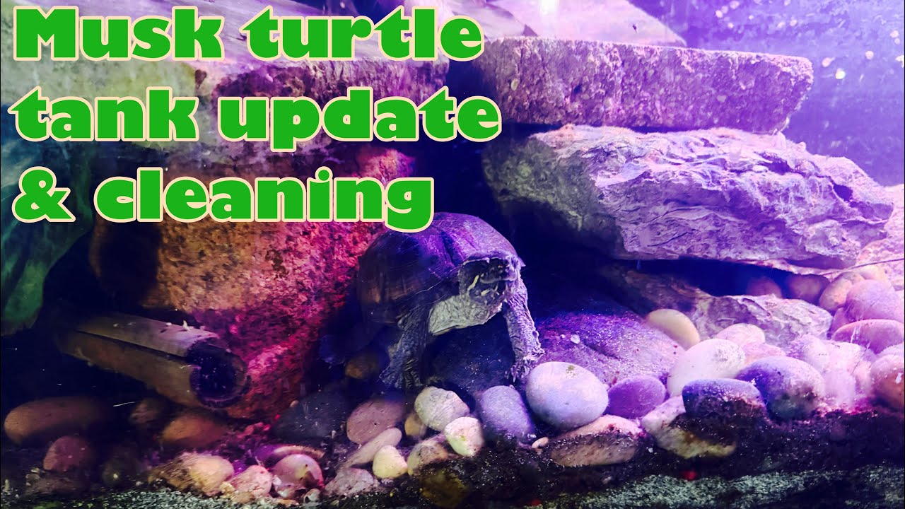 Musk turtle tank update & cleaning 