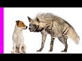 Nanny Dog Babysits Hyena, Cheetahs & Baboons | Oddest Animal Friendships | Love Nature