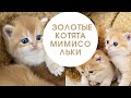 🧡ЗОЛОТАЯ БРИТАНСКАЯ ШИНШИЛЛА🤩 КОТЯТА МИМИСОЛЬКИ 🧡GOLDEN KITTENS🧡