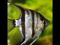 Angel fish care &amp; tips