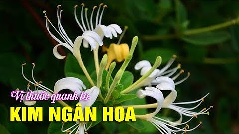 ĐIỆN BIÊN - Tác dụng chữa bệnh của Kim ngân hoa | Vị thuốc quanh ta