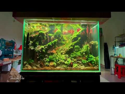 Video Bể thủy sinh phức tạp nhất | KT 60x40x40 | 【Vũ 15 Hồ 】 - youtube