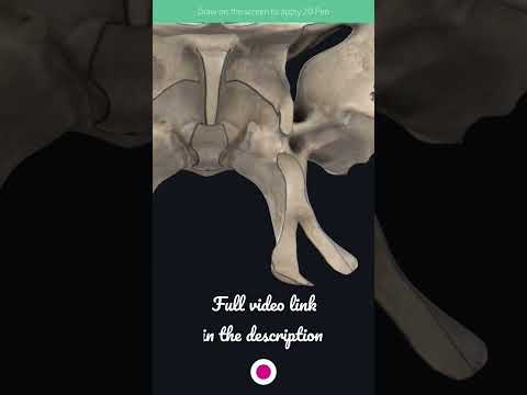 Video: Sisältääkö sphenoid sella turcicaa?